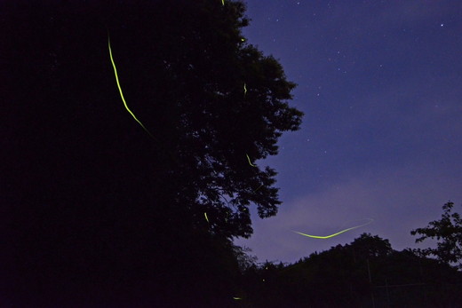 特別栽培のこしひかり【横岡米】那須ブランド認定品 上白米 3kg 〔P-405〕 | 米 精米 減農薬 コメ 那須町 栃木県 ※離島への配送不可