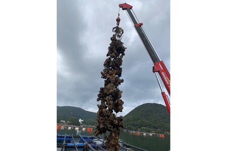 京都・京丹後産　鮮度抜群！濃厚肉厚岩牡蠣（生食用）12個入り（個別包装・冷凍）