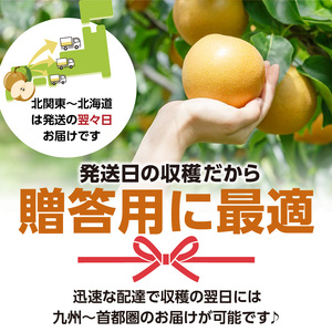 ※贈答用※【フルトリエ】100年以上続く梨農家の完熟梨小箱(1.8kg)_【贈答用】梨 1.8kg 幸水 豊水 あきづき 新高 甘太 王秋 完熟梨 いずれか1種類 フルトリエ 中村果樹園 100年続く