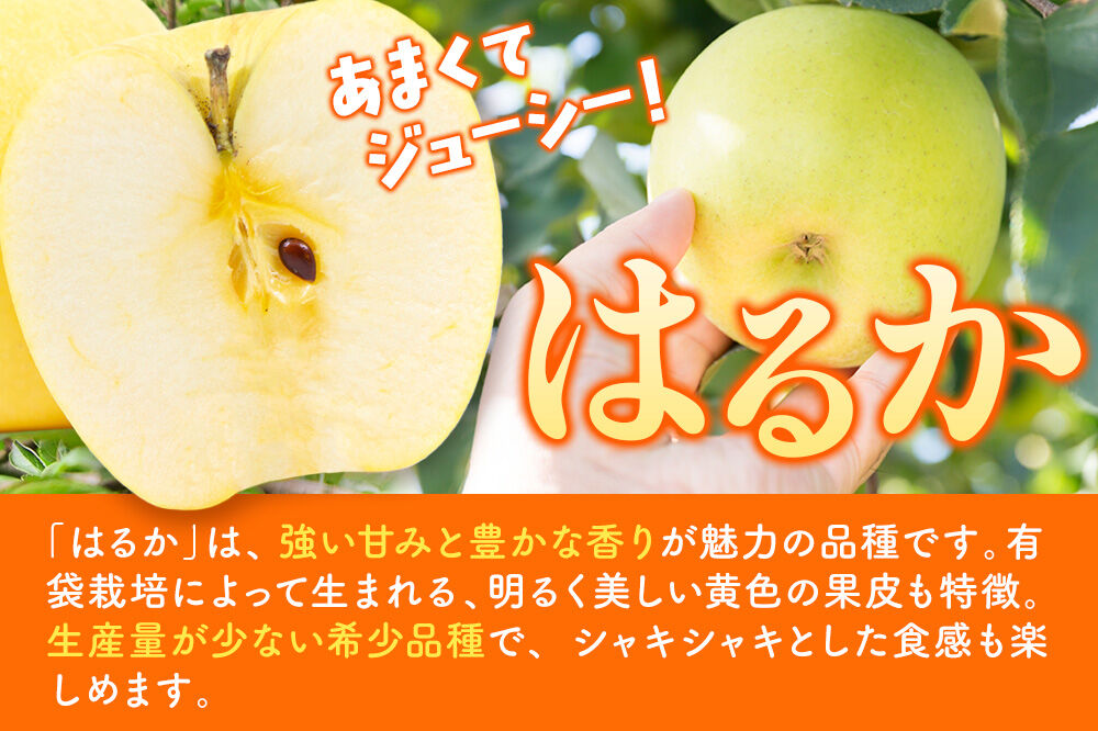 【26年12月発送】りんご【高級りんご・はるか】はるか【家庭用】約3kg 先行受付 青森県 弘前市 果物 フルーツ 林檎 リンゴ くだもの 不揃い 規格外 [先行予約 産地直送 アップル おいしい 果実 美味 甘い 黄色]