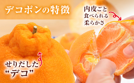 デコポン 約2kg 日本フルーツ株式会社 熊本県 荒尾市 《1月下旬-2月末頃出荷予定》 デコポン 果物 秀品 フルーツ スイーツ デザート ギフト ご贈答