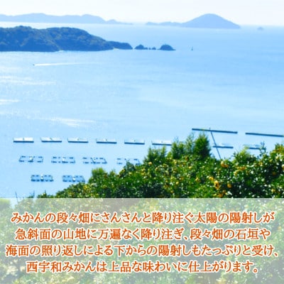 特選みかん「千兩」計400kg(約5kg×80箱)【H08−83】【1510462】