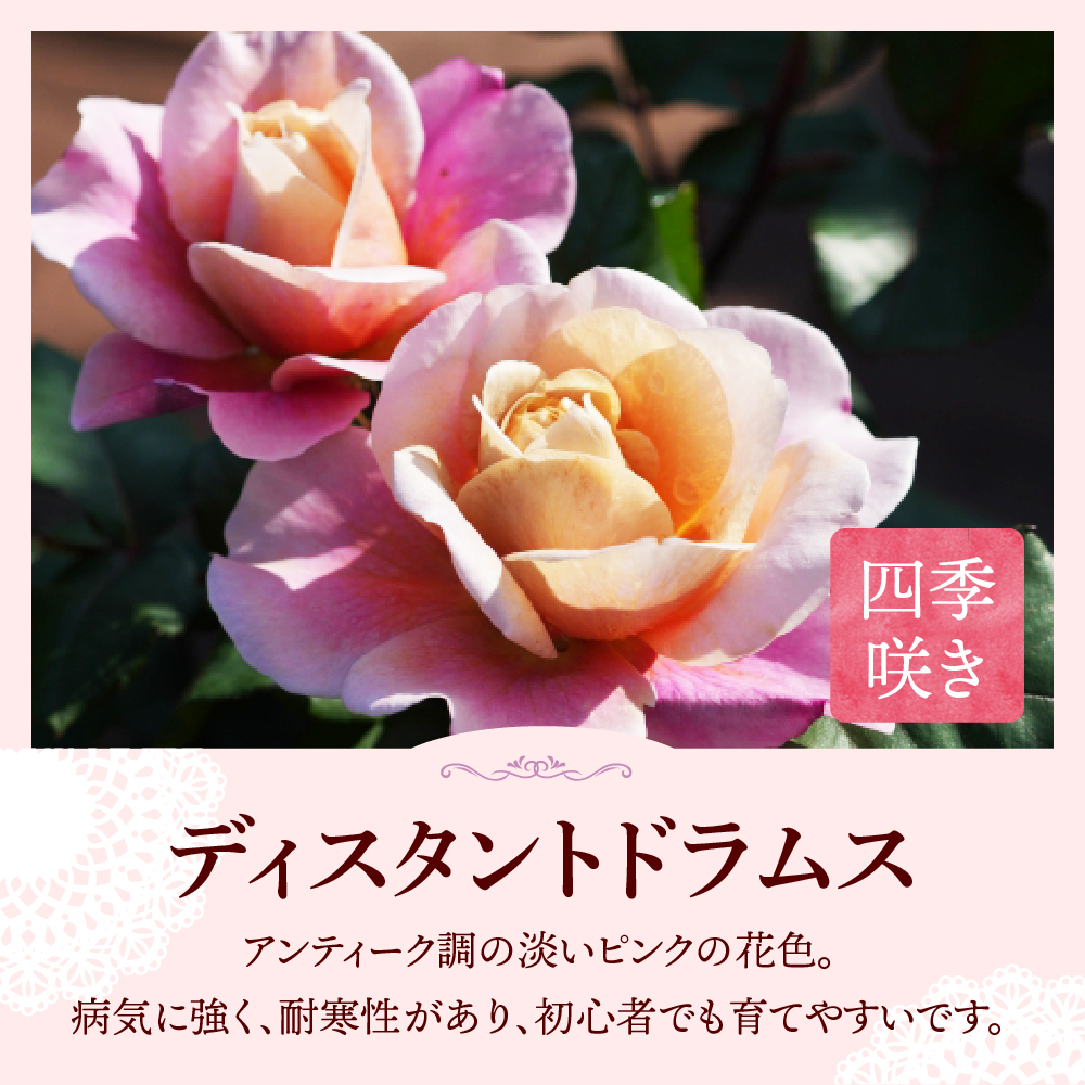 【群馬県千代田】ディスタントドラムス　【バラ】　鉢植え　６号鉢