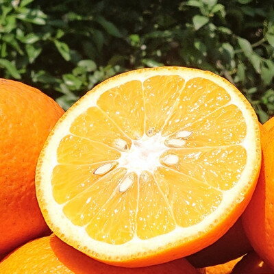 【ふるさと納税】甘夏柑　約2kg(7～9玉)【配送不可地域：離島】【1680392】