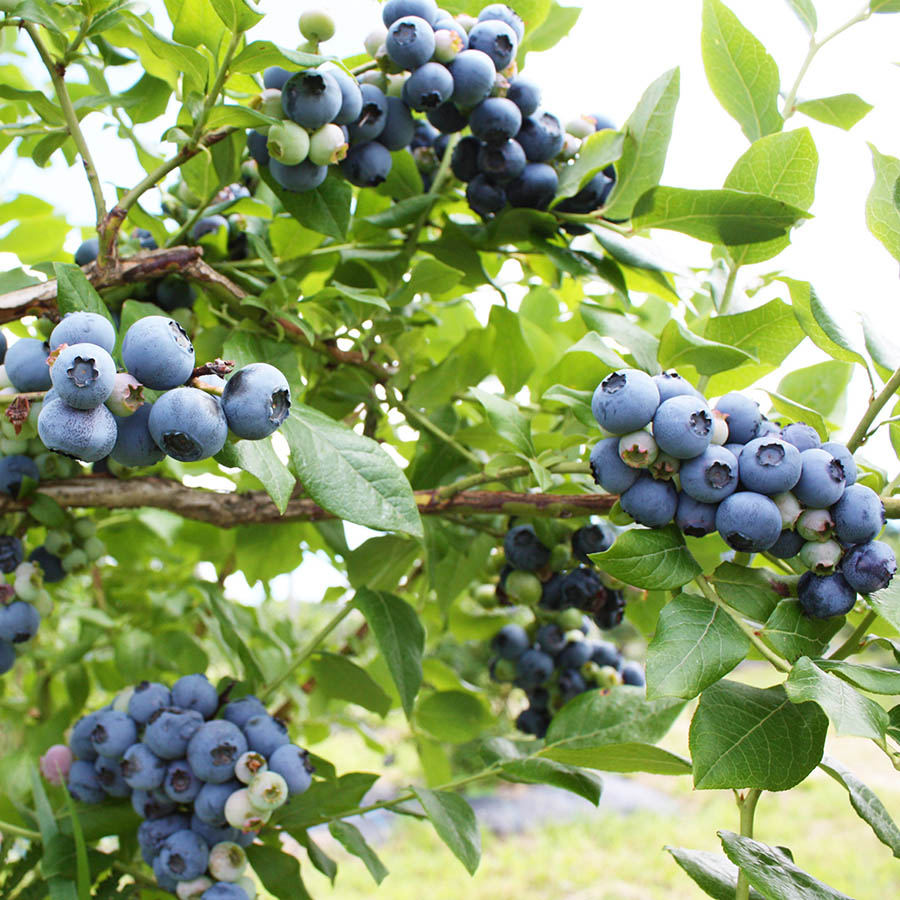 奥大山産冷凍ブルーベリー1kg