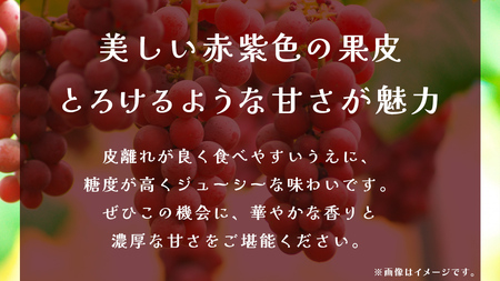 クインニーナ 約2.5kg (4～6房) 【2026年8月下旬発送開始】(茨城県共通返礼品：大子町)