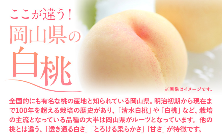 フルーツ 厳選 晴れの国定期便 シャインマスカット 1.5kg 白桃 2kg 米 20kg 無洗米 3回 お届け 定期便 《ページ内記載の時期に発送》 果物 マスカット 桃 こめ コメ 岡山県 笠岡市