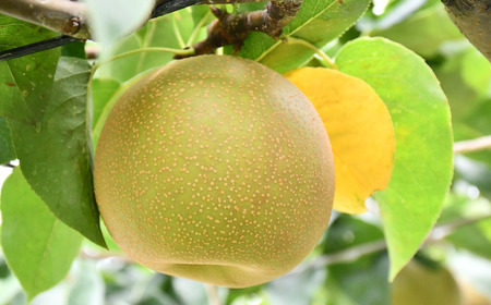 先行予約 和梨 幸水 特秀品 約5kg [8月中旬から発送予定] 糖度13度以上を厳選 10～16玉 新潟県産 天果糖逸 [JAえちご中越]【013S061】