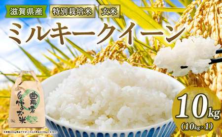 【 新米予約 】 ミルキークイーン 特別栽培米 令和7年産 米 10kg 玄米 みるきーくいーん 2025年産 国産 農家直送 環境こだわり 小分け お米 こめ おこめ 新米 先行予約 農家直送 産地直送 滋賀県 竜王町