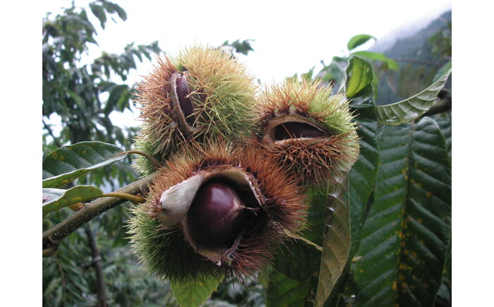 【先行予約】高級生栗 まるっこ栗  約1kg ＜2025年10月中旬〜発送＞  夢甘栗 秀品 生栗 生 くり 栗 果物 クリ 秋 和栗 栗ご飯 季節限定 【仁淀川流域夢甘栗生産者組合 くり蔵】 [AT