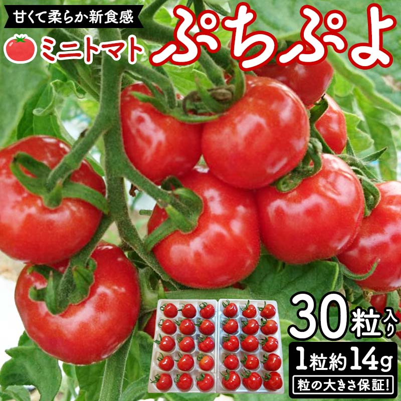 【ふるさと納税】粒の大きさ保証！甘くて柔らか新食感 ミニトマト「ぷちぷよ」30粒入り 野菜 とまと F6Q-097