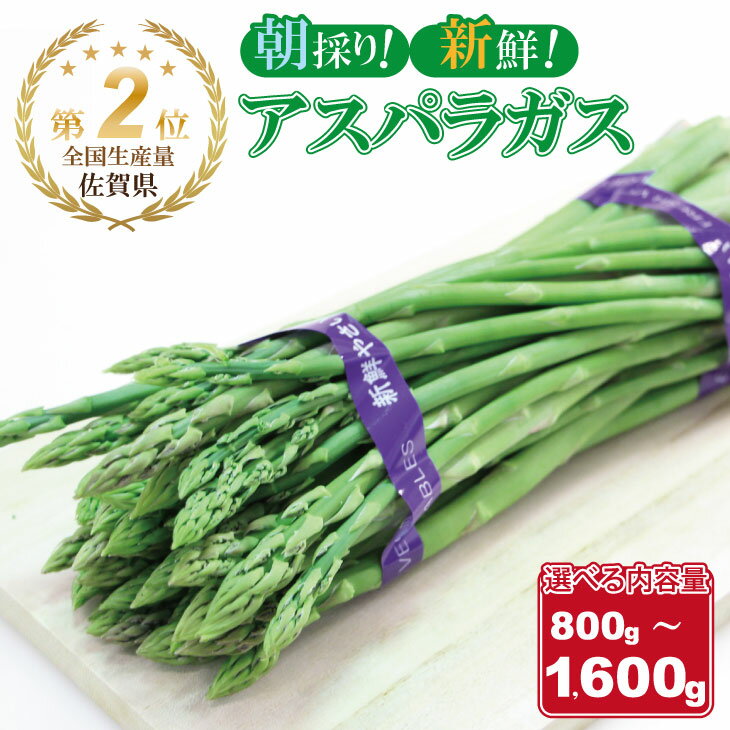 【ふるさと納税】アスパラガス（800g、1,600g）選べる 有明・潮風ファーム 佐賀県産 全国生産量第2位 新鮮 採れたて 生産者直送 送料無料 野菜 セット 人気 ランキング 高評価 佐賀【A095-016】