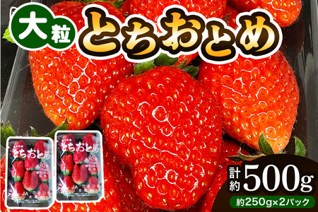 大粒とちおとめ [2パック／約500g]《2026年1月上旬より順次発送》数量限定 [0784]