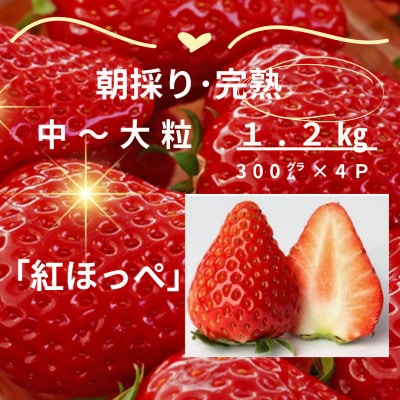 【1月より順次発送】完熟・採れたてイチゴ「紅ほっぺ」中～大粒1.2kg(300g×4P)【配送不可地域：離島・北海道・沖縄・東北・中国・四国・九州】【1694690】