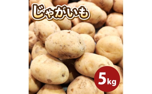 じゃがいも （トヨシロ） 5㎏ | 野菜 やさい ジャガイモ じゃがいも とよしろ 熊本県 玉名市