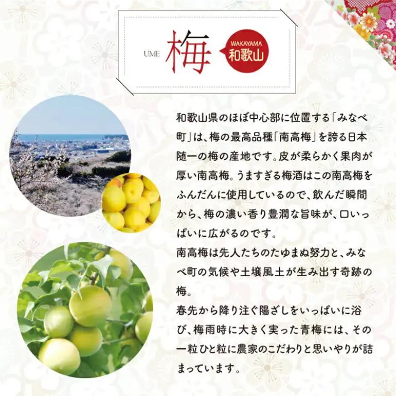 梅酒 6本 セット ( 600ml x6)  まさひろ酒造 まさひろ 