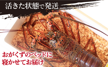 【限定数量】【五島列島の海の恵み】特大 天然 活き 伊勢海老 1尾 1.1kg【有川町漁業協同組合】[RBH001]