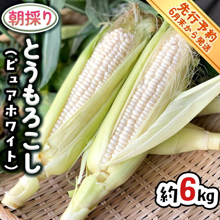 【ふるさと納税】【 先行予約 2026年6月下旬以降発送】【 令和8年産 】 朝採り とうもろこし （ ピュアホワイト ） 約 6kg トウモロコシ スイートコーン 野菜 産地直送 期間限定 2026 2026年発送 2026年先行受付 2026年