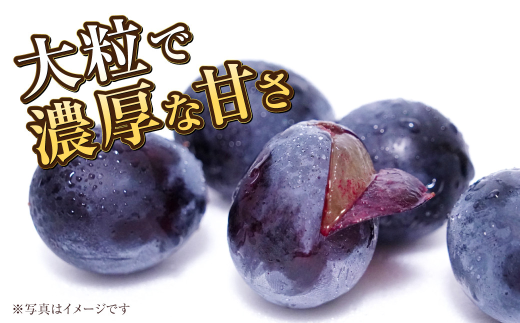 岡山県産 ニューピオーネ 約800g（約400g×2房）