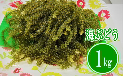 【てだこのまちのグリーンキャビア】海ぶどう（1kg）｜沖縄県　浦添市　海ぶどう　名物　海藻