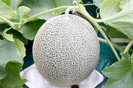 タカミメロン 4～6玉（5～7kg）【6月頃発送】　林農園