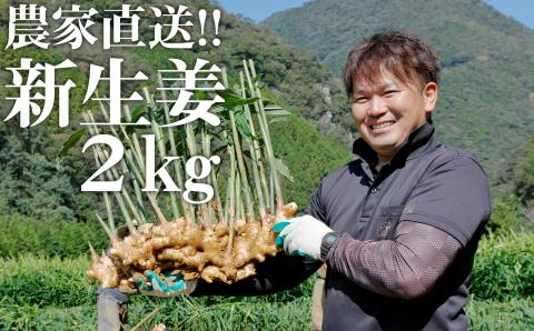 【先行予約・2026年11月】農家直送！秋の新生姜 2kg 高知県産 しょうが  新鮮 ショウガ 期間限定 生姜 高知