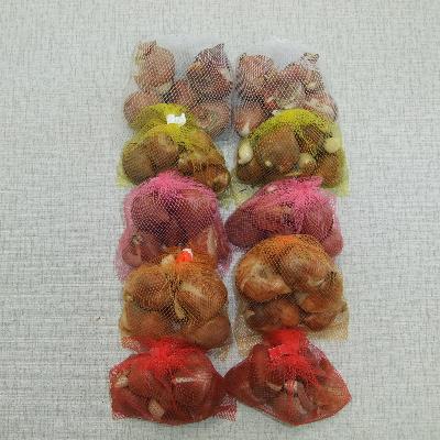 ふるさと納税 五泉市 【2025年10月より順次発送】五泉市　チューリップ球根(大球)5色各14球入り70球 |  | 03