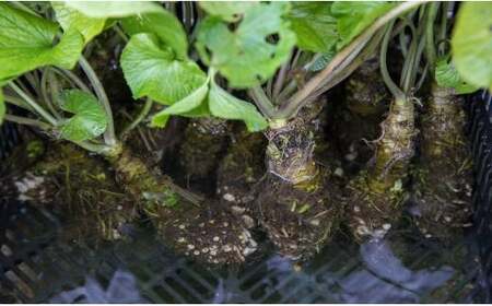  生わさび200g定期便3ヶ月【安比清流山葵園】 ／ 山葵 ワサビ 薬味 新鮮 産地直送