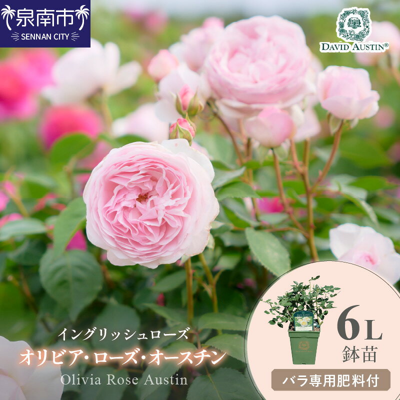 【ふるさと納税】【イングリッシュローズ】デビッド・オースチン オリビア・ローズ・オースチン 6L鉢苗（バラ専用肥料付）