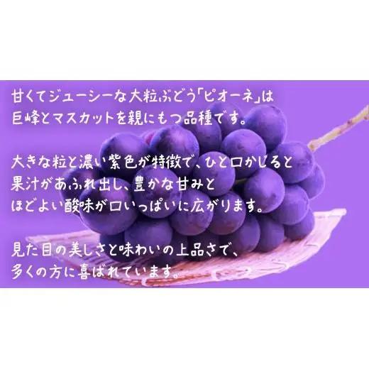 ピオーネ １房【2026年7月上旬発送開始】(茨城県共通返礼品：大子町)