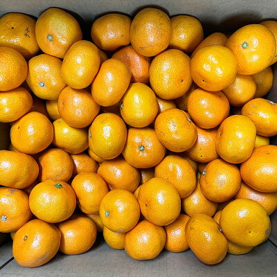 AT6314_ご家庭用　和歌山有田みかん 約10kg (2L、3Lサイズ)【湯浅町】