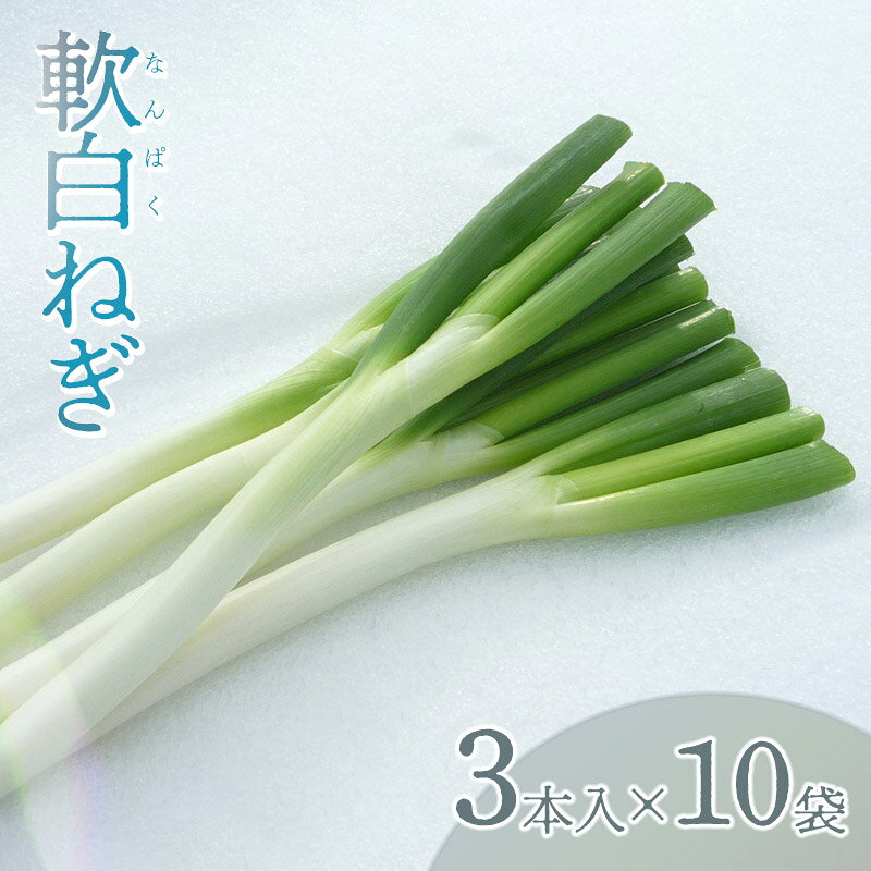 【ふるさと納税】軟白ねぎ 1箱 3本入り×10袋 | 山形県 鶴岡市 山形 鶴岡 楽天ふるさと 納税 東北 返礼品 野菜 やさい 白ネギ 白ねぎ 長ねぎ お取り寄せ ご当地 特産品 葱 長ネギ 食品 食料品 食べ物