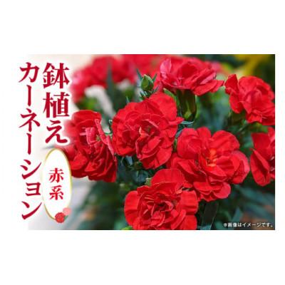 ふるさと納税 那珂市 【2026年5月上旬発送】鉢植えカーネーション(赤系) 5号