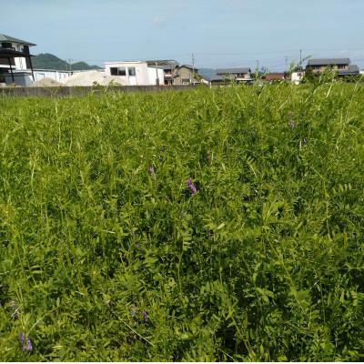 ふるさと納税 岐阜市 【毎月定期便】岐阜市産 ハツシモ 清流長良川米  精米 5kg全6回 |  | 01