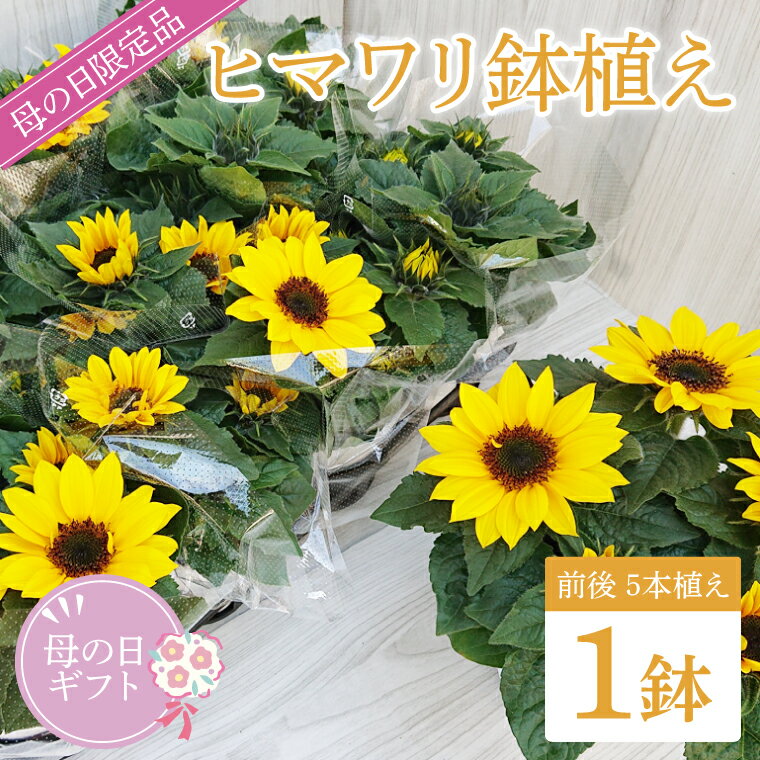 【ふるさと納税】【母の日ギフト】ヒマワリ鉢植え　1鉢入り｜ひまわり ヒマワリ 花 お花 鉢植え 母の日 母の日ギフト ギフト 贈り物 プレゼント 茨城県 行方市(EH-10)