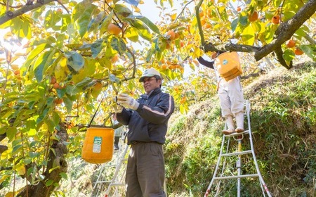 【先行予約】伊藤園 冷蔵富有柿 （2Lサイズ） 9玉～11玉 約3kg 【2025年12月中旬から12月下旬出荷予定】 ／ 富有柿 柿 果物 フルーツ くだもの うきは市