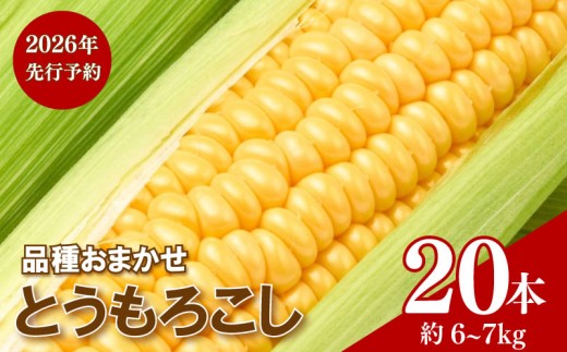 【 先行予約 】 とうもろこし 20本 約6kg～7kg 2026年7月下旬発送開始 品種 おまかせ ゴールドラッシュ おおもの 生トウモロコシ コーン 野菜 旬 夏野菜 バーベキュー BBQ 国産 冷蔵 産地直送 期間限定 ジューシー 甘い シャキシャキ 千葉県 旭市 株式会社勘兵衛 knb002