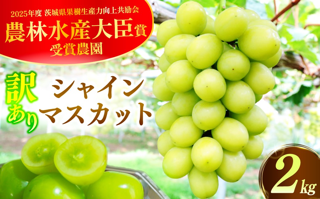 
                  訳あり 規格外 シャインマスカット 2kg  先行予約 生産者直送 朝採れ 期間限定｜シャインマスカット 訳あり ぶどう 葡萄 グレープ 果物 フルーツ 甘い おいしい 旬 農家直送 新規就農  限定 果樹 高級果物 お取り寄せ 新鮮 人気品種 デザート スイーツ 美味しい 人気 本多巨峰園 茨城県 常陸太田市
                