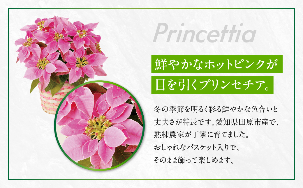 プリンセチア ホットピンク 観葉植物 植物 5号鉢 人気 おしゃれ かわいい お手入れ 室内 大鉢 中型 インテリア リビング 玄関 寝室 キッチン オフィス プレゼント ギフト 冬 クリスマス フラ