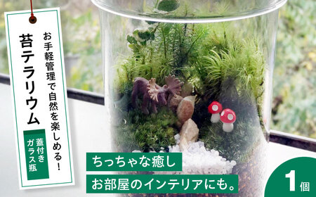 苔テラリウム （蓋付きガラス瓶）植物 コケテラリウム 苔 インテリア テラリウム 三次市/園芸王国パスタイム[APCJ008]