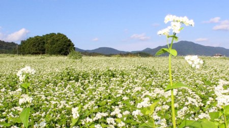 茨城県産 常陸そば 乾麺 ご贈答用 つゆ付セット 乾麺200ｇ×4袋　麺つゆ300ml×1本 そば 蕎麦 [BE034sa]