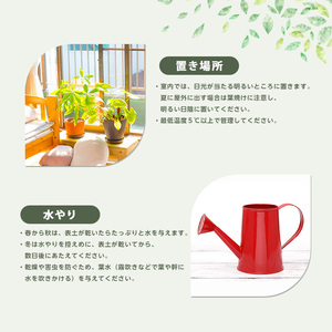 2026年3月上旬～発送【観葉植物】パキラ80cm～100cm(鎌ヶ迫園芸場/IB086-004) 南国鹿児島県で育った 観葉植物！植物 鉢付 インテリア 室内 オフィス おしゃれ プレゼント ギフト