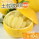 【ふるさと納税】【選べる内容量】【先行予約】土佐文旦 大玉 家庭用 約5kg（約11個）／約10kg（約22個）- 果物 フルーツ 柑橘 ぶんたん ブンタン おいしい 訳あり キズ 大小混合 送料無料 特産品 期間限定 数量限定 柳本果樹園 高知県 香南市【常温】