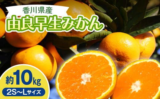 2026年秋よりお届け　高糖度温州みかん（由良早生）約10kg 果物類 柑橘類 フルーツ FAH-0186