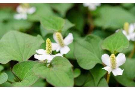 『Waphyto  ナリッシング クレンジングオイル(140ml)』