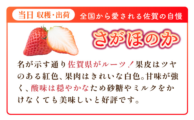 【先行予約】数量限定 いちごさん＆さがほのか食べ比べセット ★贈り物にも最適★ B-1093-KN_イメージ3