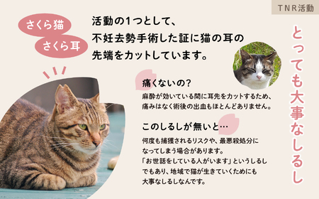 《返礼品なし》 猫愛護活動支援 8,000円 猫ちゃん 猫 ねこ 動物 保護 愛護 保護活動 応援 支援 寄付 南種子町 鹿児島 かごしま