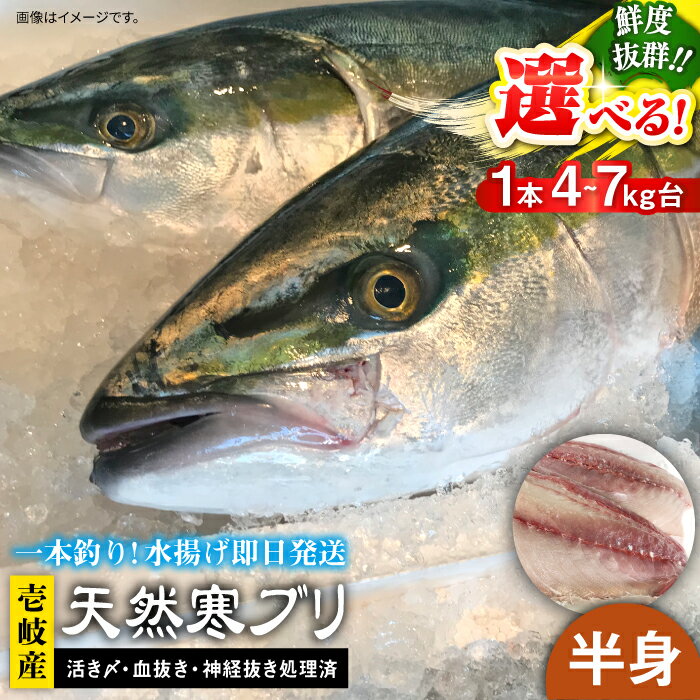 【ふるさと納税】【1/16〜3月末お届け】壱岐島産天然寒ブリ（選べる！一本丸ものサイズ4〜14キロ台の半身ブロック） 《壱岐市》【壱岐島　玄海屋】[JBS009] ぶり 寒ぶり ブリ 魚 刺身 しゃぶしゃぶ のし プレゼント ギフト 冷蔵配送