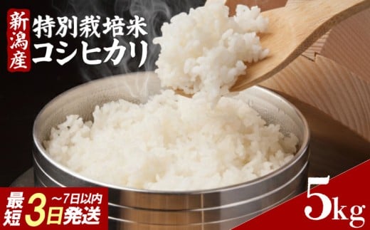 【令和7年産】コシヒカリ 5kg 特別栽培米 コシヒカリ 精米 白米 米 お米 こめ ご飯 おにぎり 弁当 新潟県産コシヒカリ 新発田産 新潟コシヒカリ 新潟県 新発田市 豊浦ニューカントリー tnc001_02