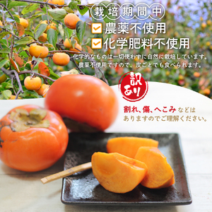 【令和7年産柿/先行予約】栽培期間中農薬不使用 (大秋・次郎柿) 5kg 多気町産柿 柿 かき フルーツ 家庭用 訳あり 規格外 わけあり 不揃い ふぞろい 干し柿 大秋 次郎柿 先行 先行予約 三重